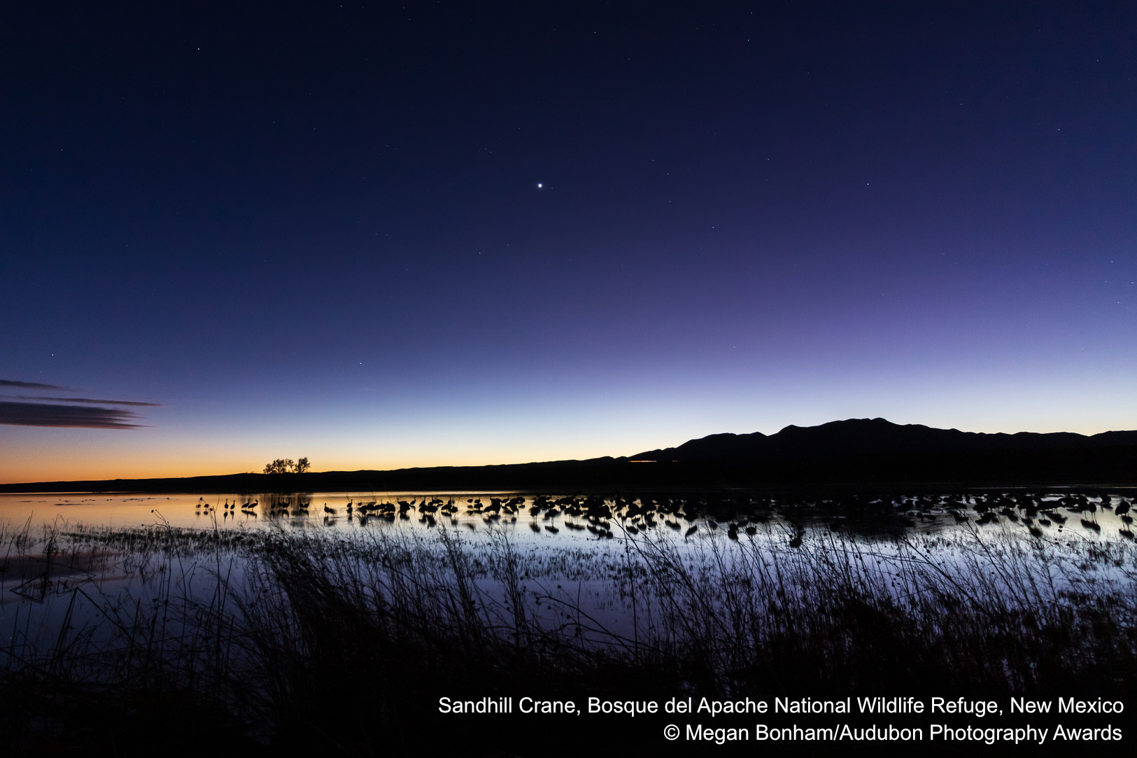 Sandhill Crane at Bosque del Apache National Wildlife Refuge, New Mexico. Photo credit: Megan Bonham/Audubon Photography Awards.