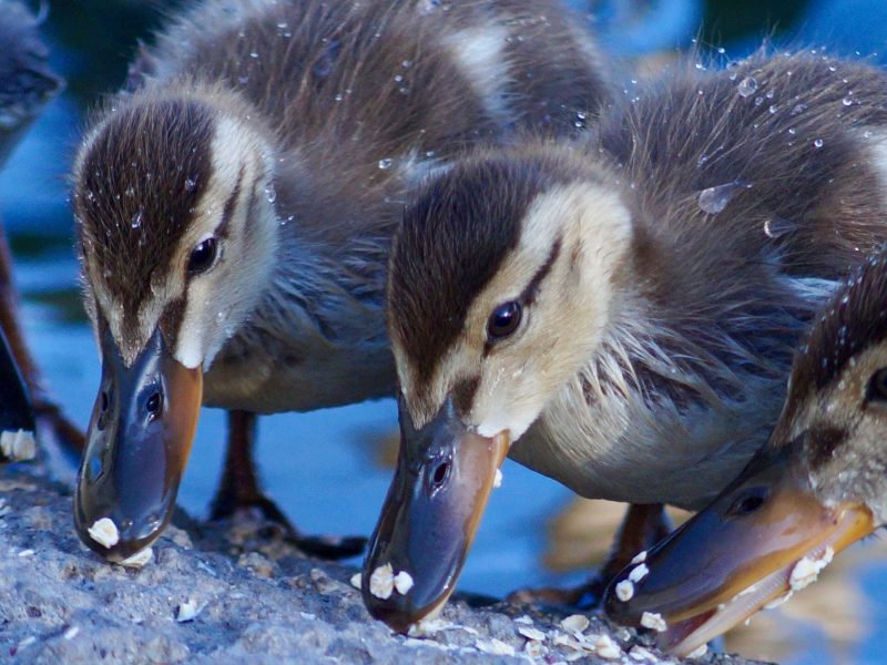 GSLA Fledglings Club