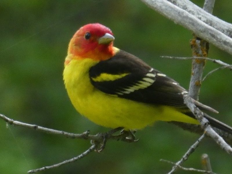 Bird Safe Windows