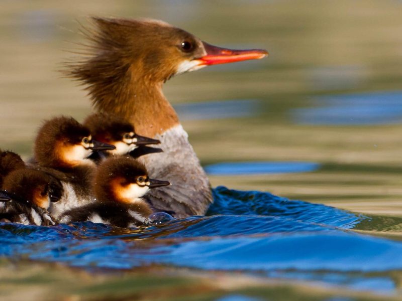 Injured/Baby Birds