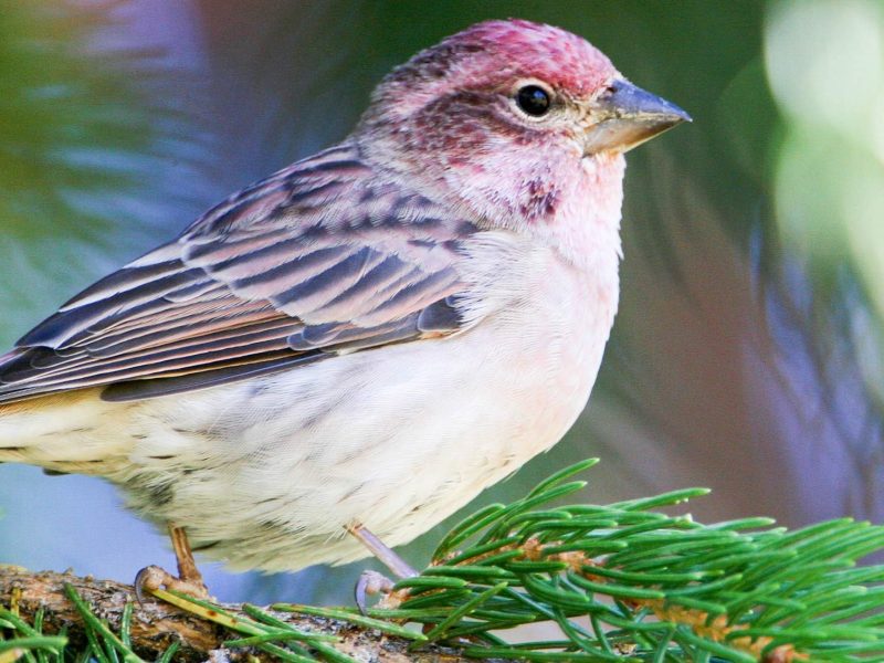 Plants for Birds