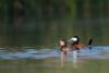 images/slides/_R6A7053Ruddyduckpair1.jpg