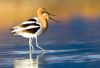 images/slides/_MG_1477avocetpair2.jpg