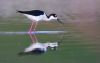 images/slides/IMG_2283stilt1.jpg