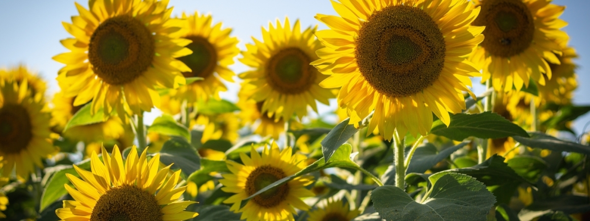 Fall 2022 Sunflower Seed Fundraiser